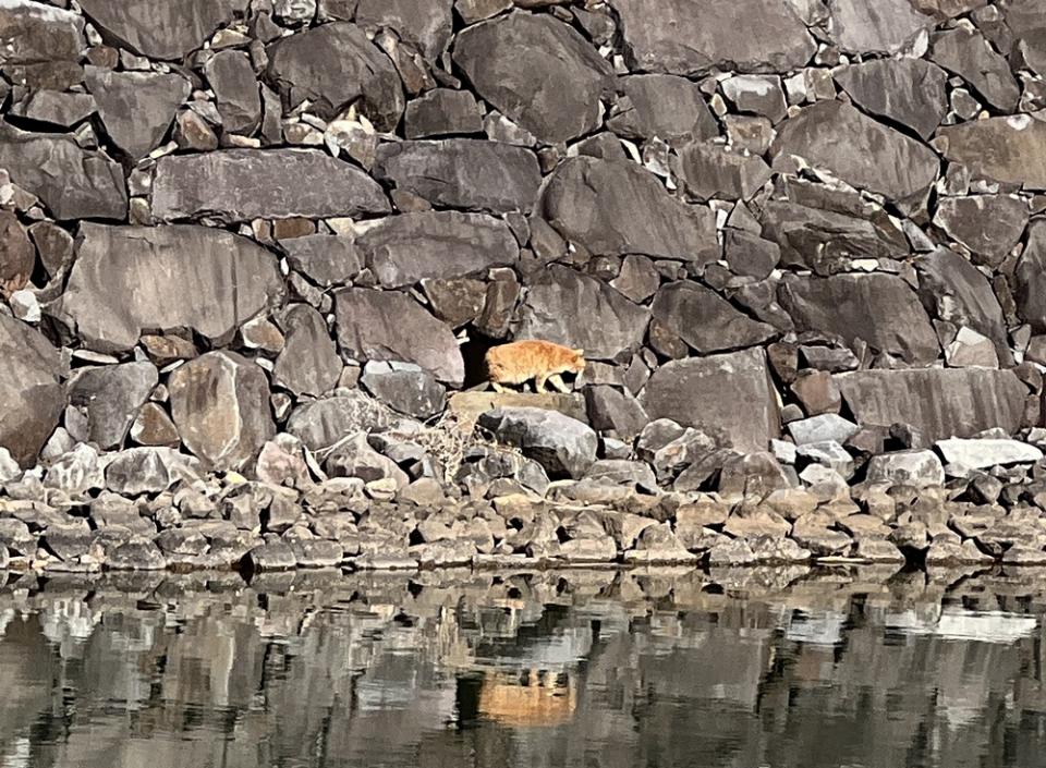 猫が出てくることも!?