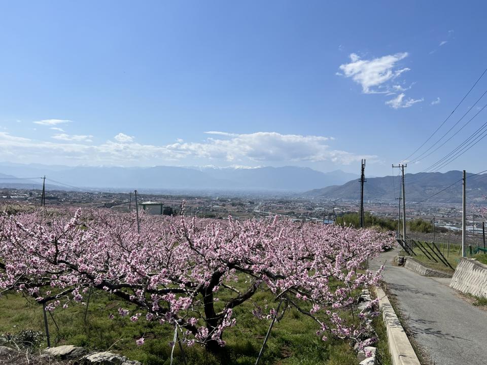 桃色に染まる甲府盆地