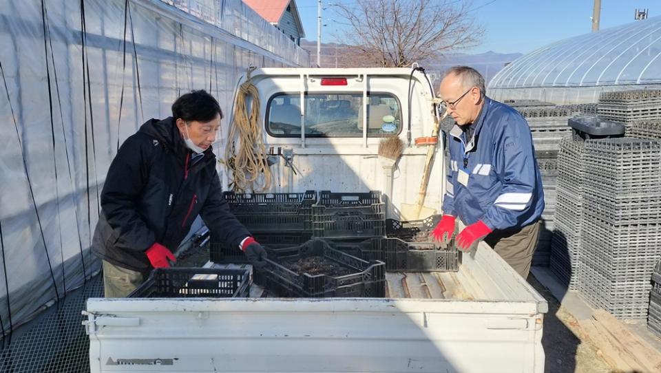 日本すずらんの苗を移動