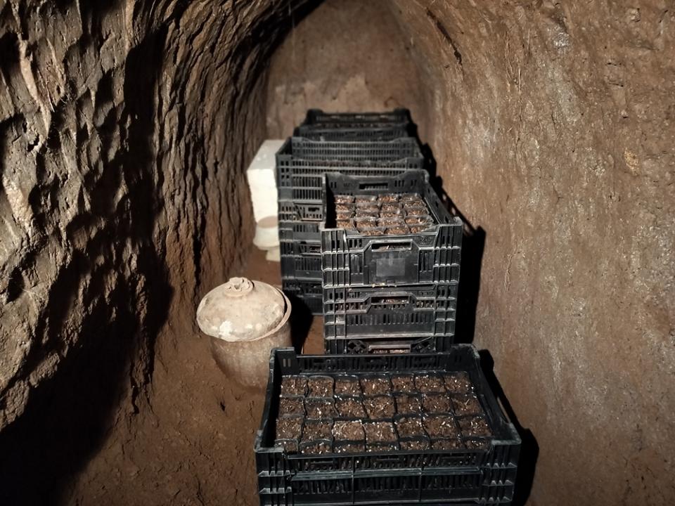 洞窟内で冬を過ごす苗たち