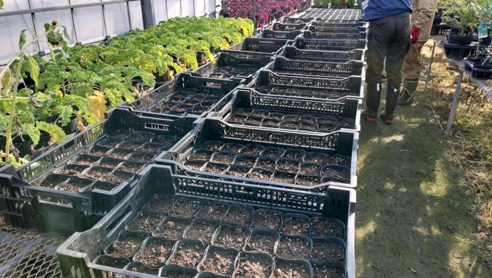 ポリポットに植え替えられた苗