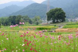 王仁塚の桜3