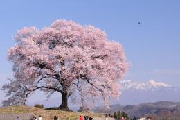 王仁塚の桜4