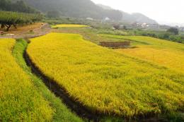 農村ののどかな田舎道 _04