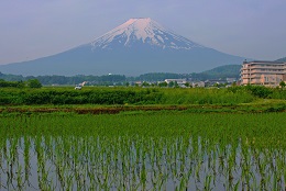 富士山ビュー（富士吉田市）1