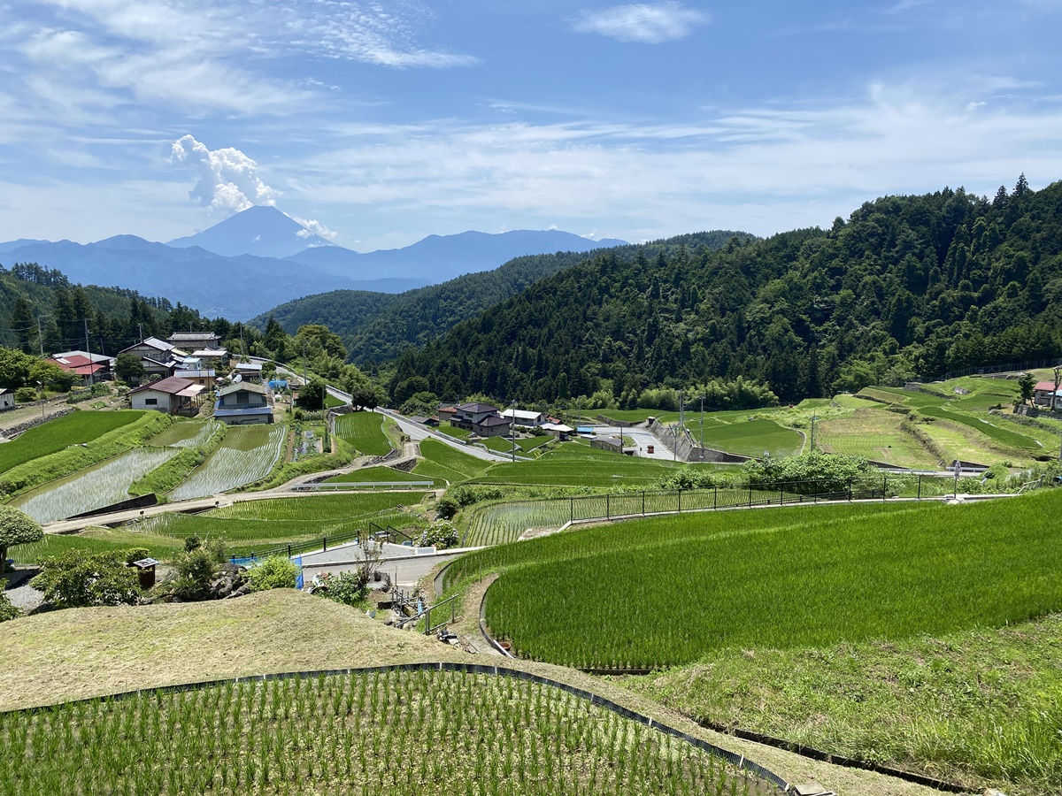 平林の棚田6