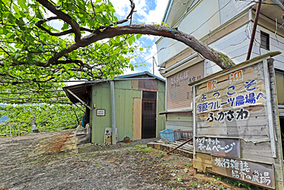 協力農園画像（塚原山フルーツ農場ふかさわ）