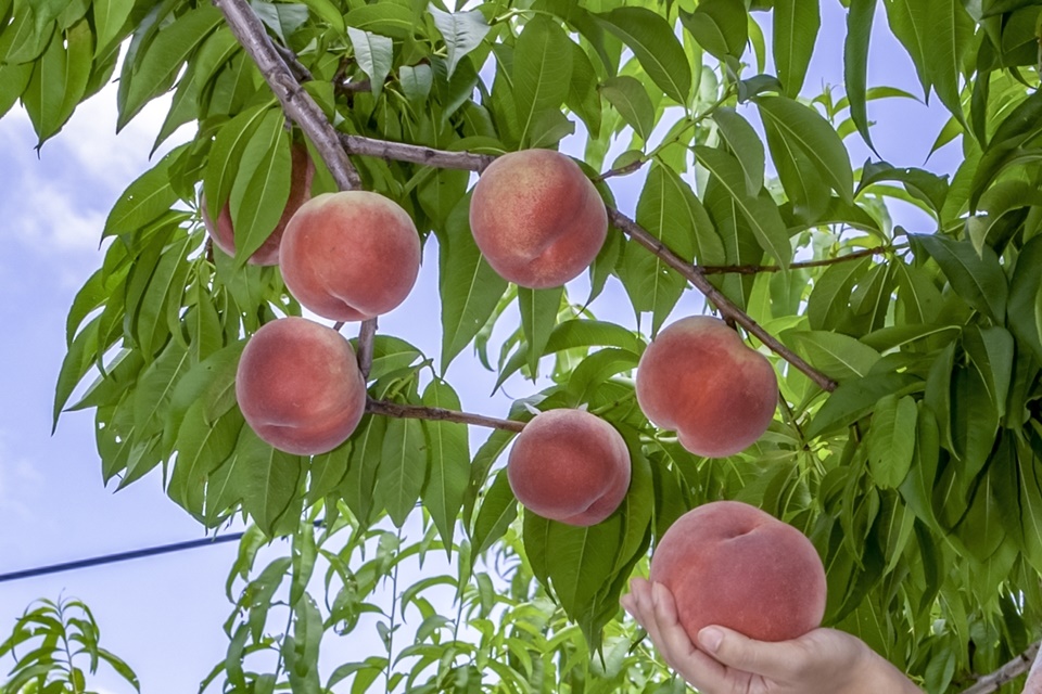 金桜園