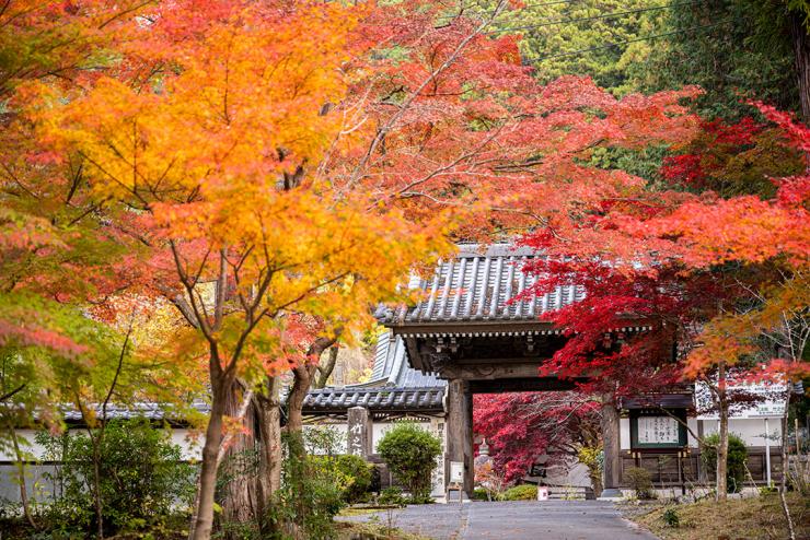 身延山三門の紅葉