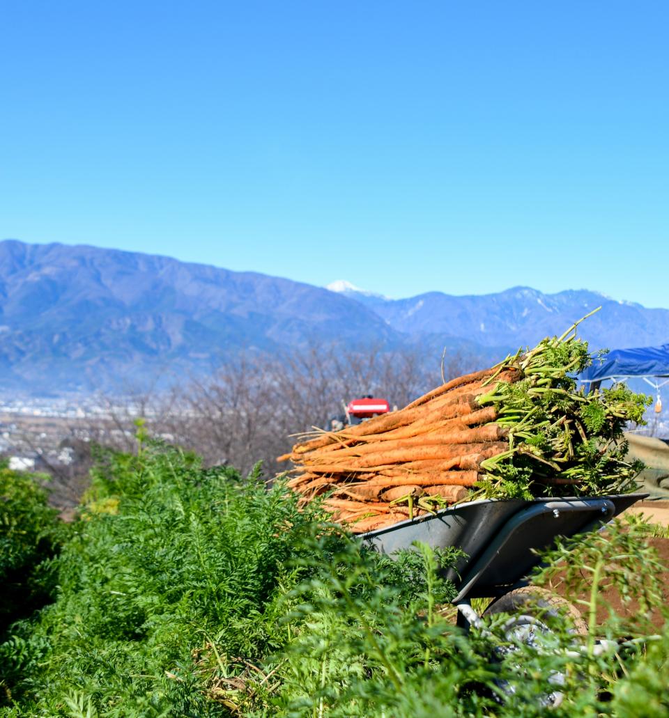 大塚にんじん（景色2）