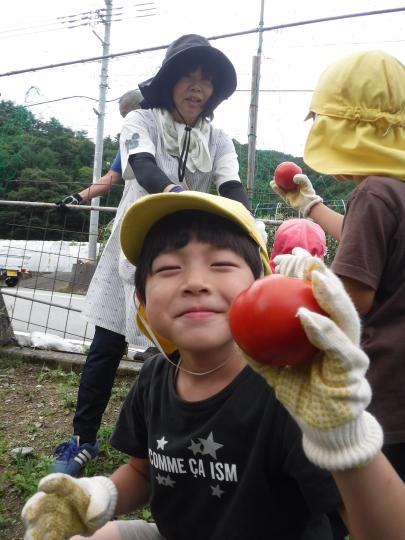 夏野菜(トマト)芦川