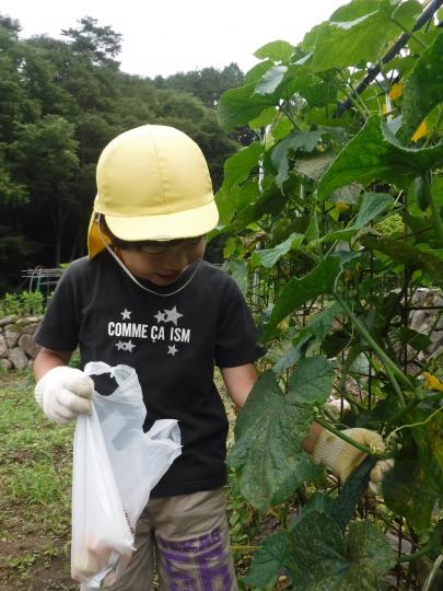 夏野菜(きゅうり)芦川