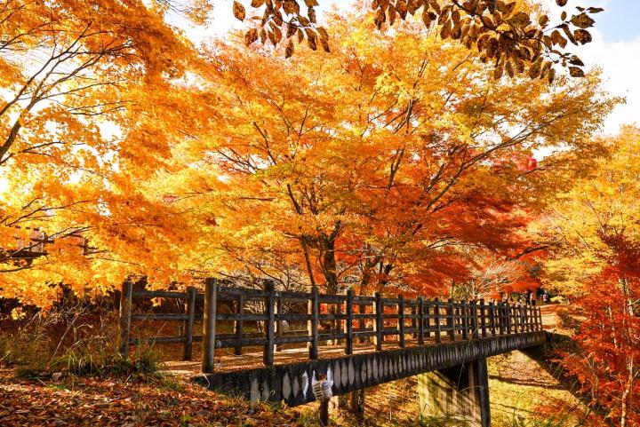 紅葉まつり昼橋