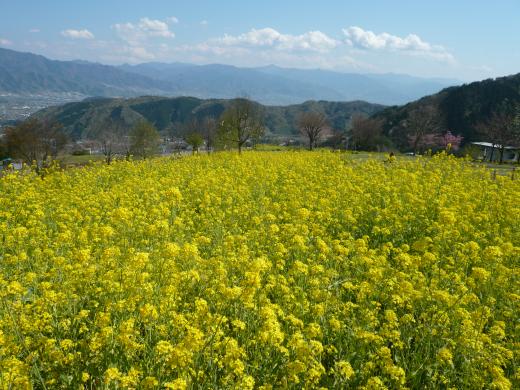 菜の花と山菜まつり 富士の国やまなし観光ネット 山梨県公式観光情報